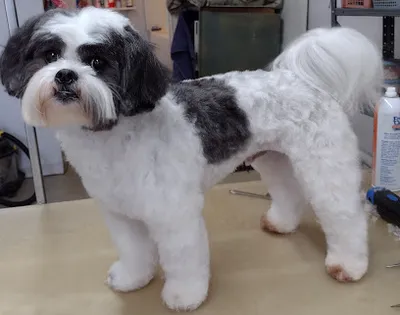 Bow-Wow Barber