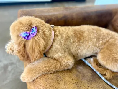 The Pet Barber