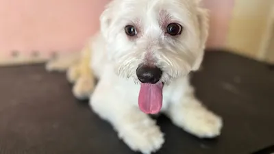 Ms Barber Dog