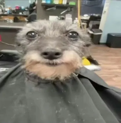 Adrian Barbershop 67