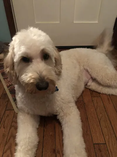 The Barking Barber