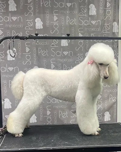 Ms Barber Dog Katy