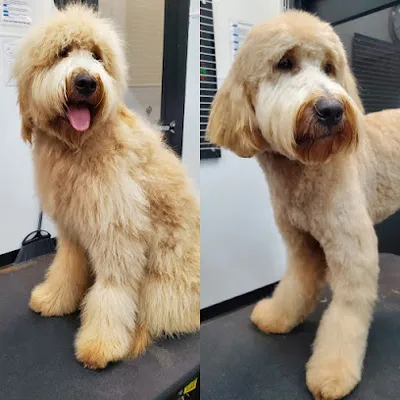 The Pet Barber