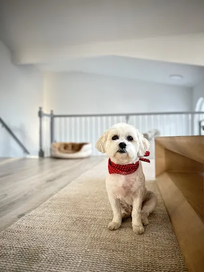 Original Dog Barber