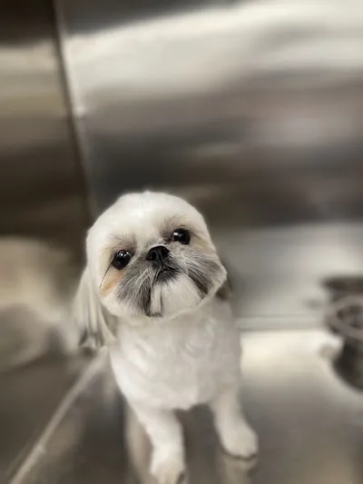 The bark barber