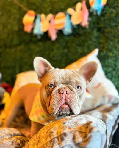 Zeus Barber Pet Spa