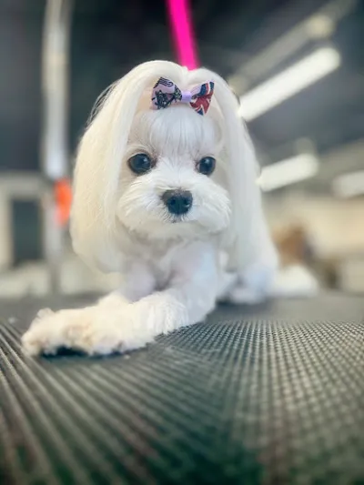 The Pet Barber