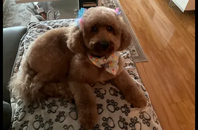 Dog Barber 2