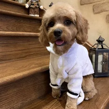 Poochie Barber