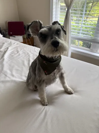 The Puppy Barber, LLC