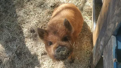 Barber Family Farm
