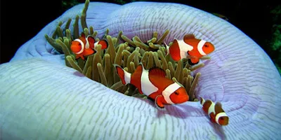 Diving Center Wuppertal - Sea Eye