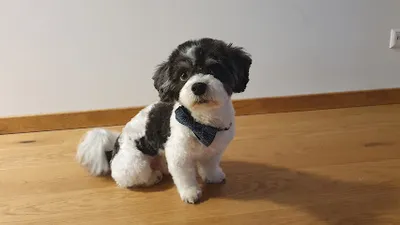 Die Hundestylistin