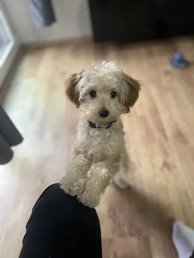 Hundesalon Gib Pfötchen