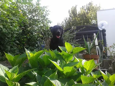 Hundi's Hängematte