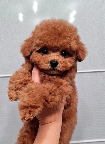 Mytinypaws puppy