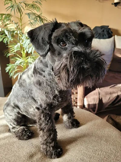 Hundefrisör/Schule Braunsfeld