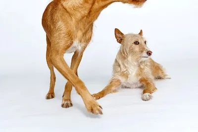 Haarmonie Hundesalon am Zoo