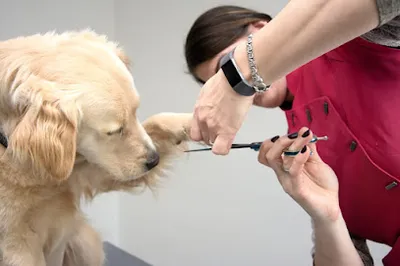 Hundesalon Pfötchenschön