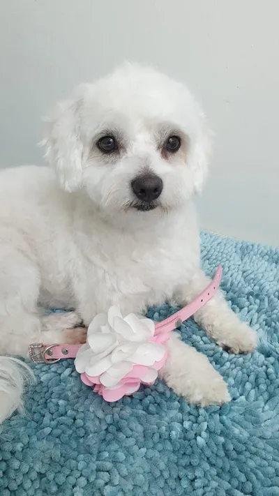 Hundesalon Teddy