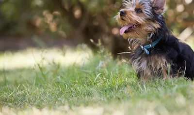 Mobiler Hundefriseur - Jerrys Figaro - Sabine Weber