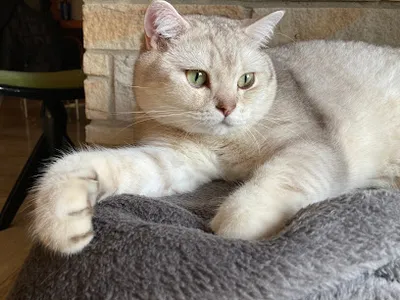 Tierbetreuung Katze und Co.eGbR