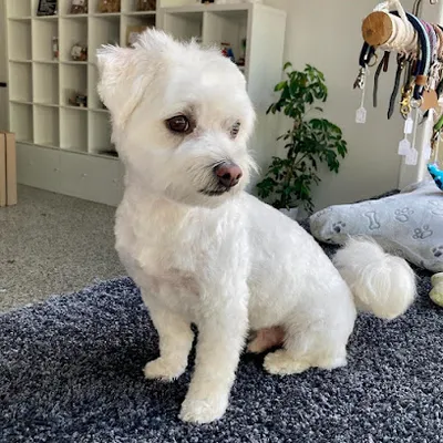 Bella & Bello – Groomery Eppendorf