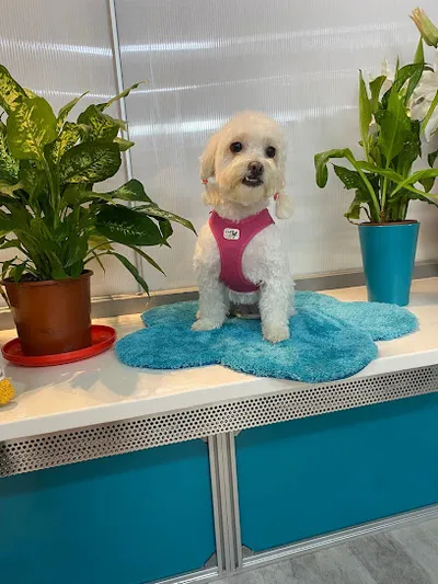 Hundesalon Montiago
