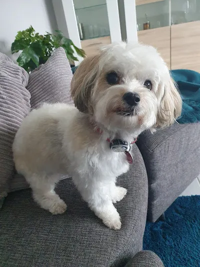 Hundopoly | Hundesalon Martina Wozny