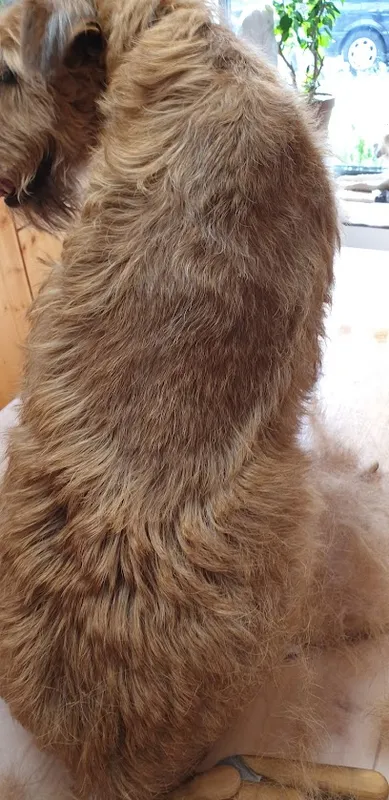 Moderne Pfoten Hunde- und Katzenfriseur