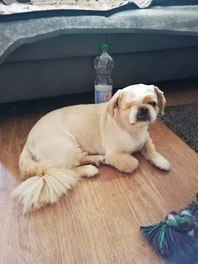 Hundefriseurin Andrea Hundesalon