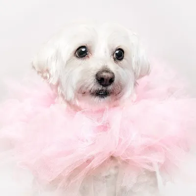 LIVAS BEAUTY DOG&CAT Hundesalon - Katzensalon - Hundefriseur Stuttgart