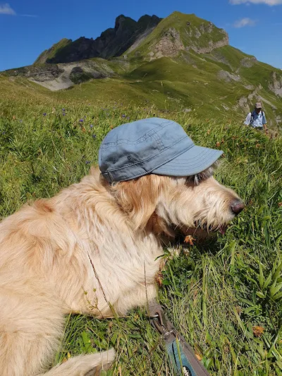 Mobile Hundefriseurin Martina