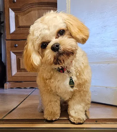 Hundesalon Wau Effekt