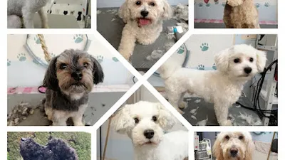Fellpflegezentrum Türnich ,Tiersalon Wolters , Dogs Barbershop und Fellpflege Bonnie Lotta