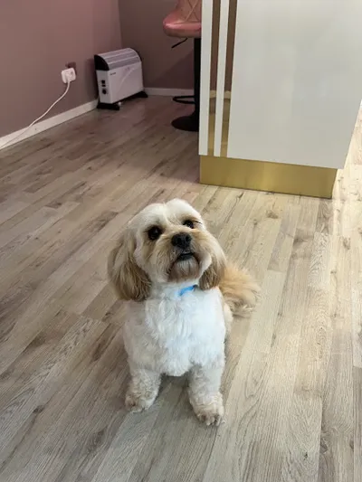 Hundefriseur Home dog