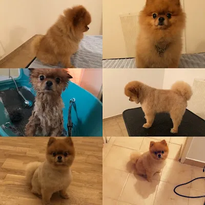 Hundefriseur Arnie & Clyde - freche Pfötchen