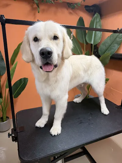 Lennox & Friends Hundefriseur