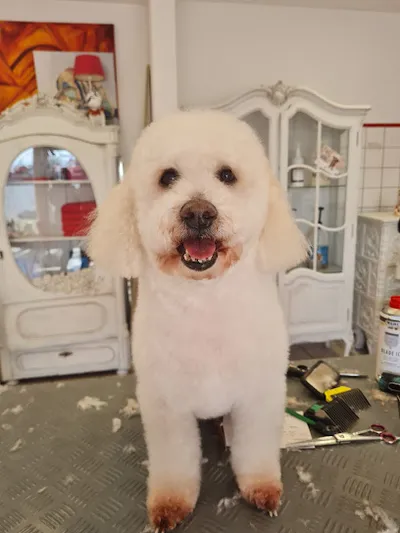 Hundesalon "Schicke Pfoten"