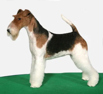 Groomer Academy-Bildungsträger für Hundefriseure