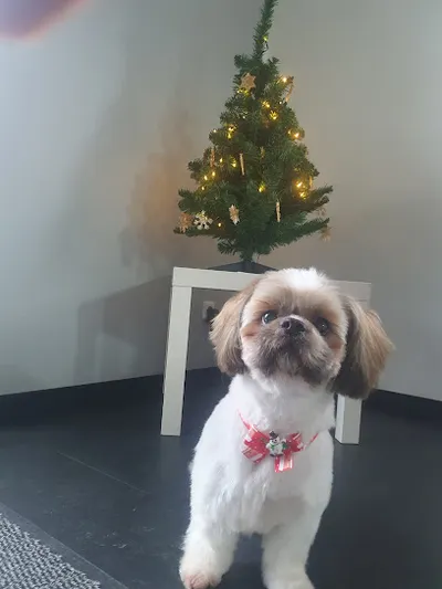 Gielsdorfer Hundesalon