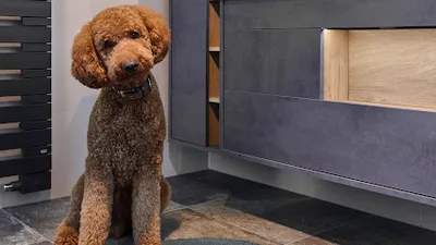 FineDogs Geesthacht