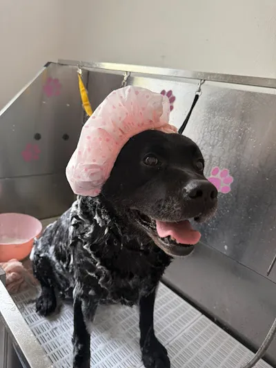 Pretty Pety Hundesalon / Hundefriseur