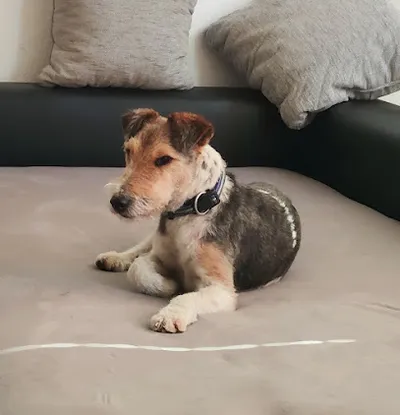 Heikes Hundesalon