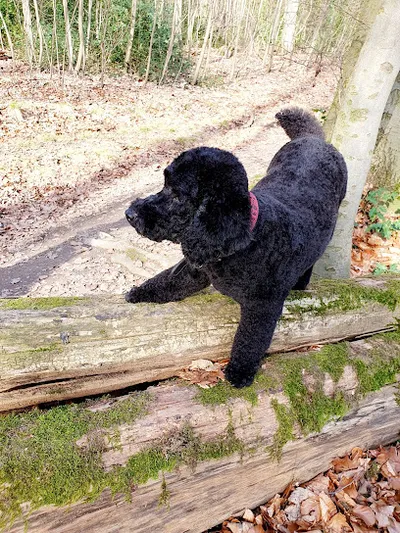 Die Hunde Oase