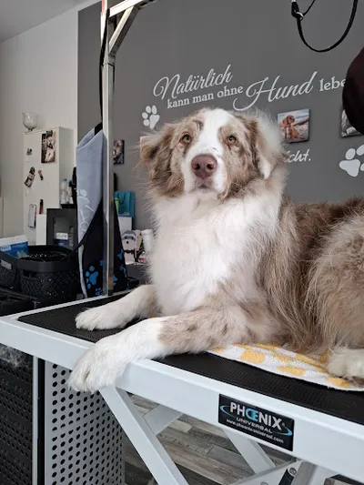 Sascha's Hundeoase, Hundefriseur mit Herz