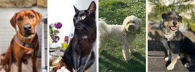 Fell&Fein Hunde&Katzenfriseure