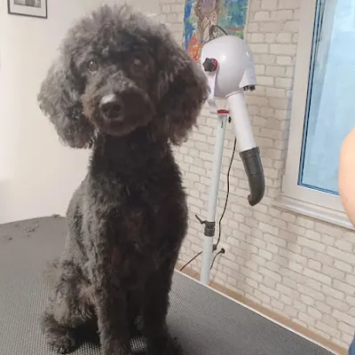 Hundesalon Happy Dogs