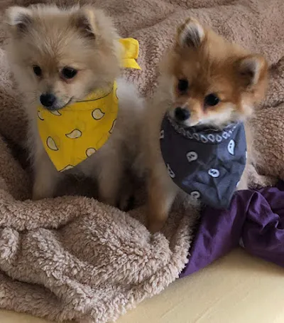 DogsBarber