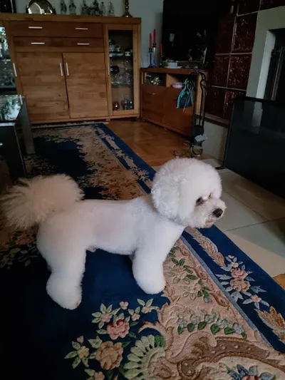 Hundesalon Die Pudelfrau